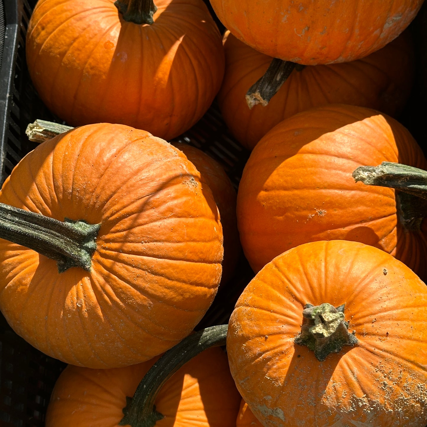 Pie Pumpkins - Weaver's