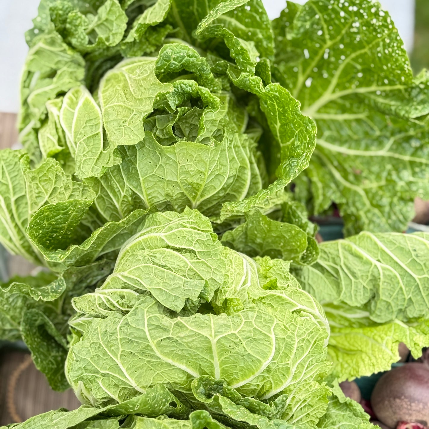 Cabbage, Napa - Yoder's