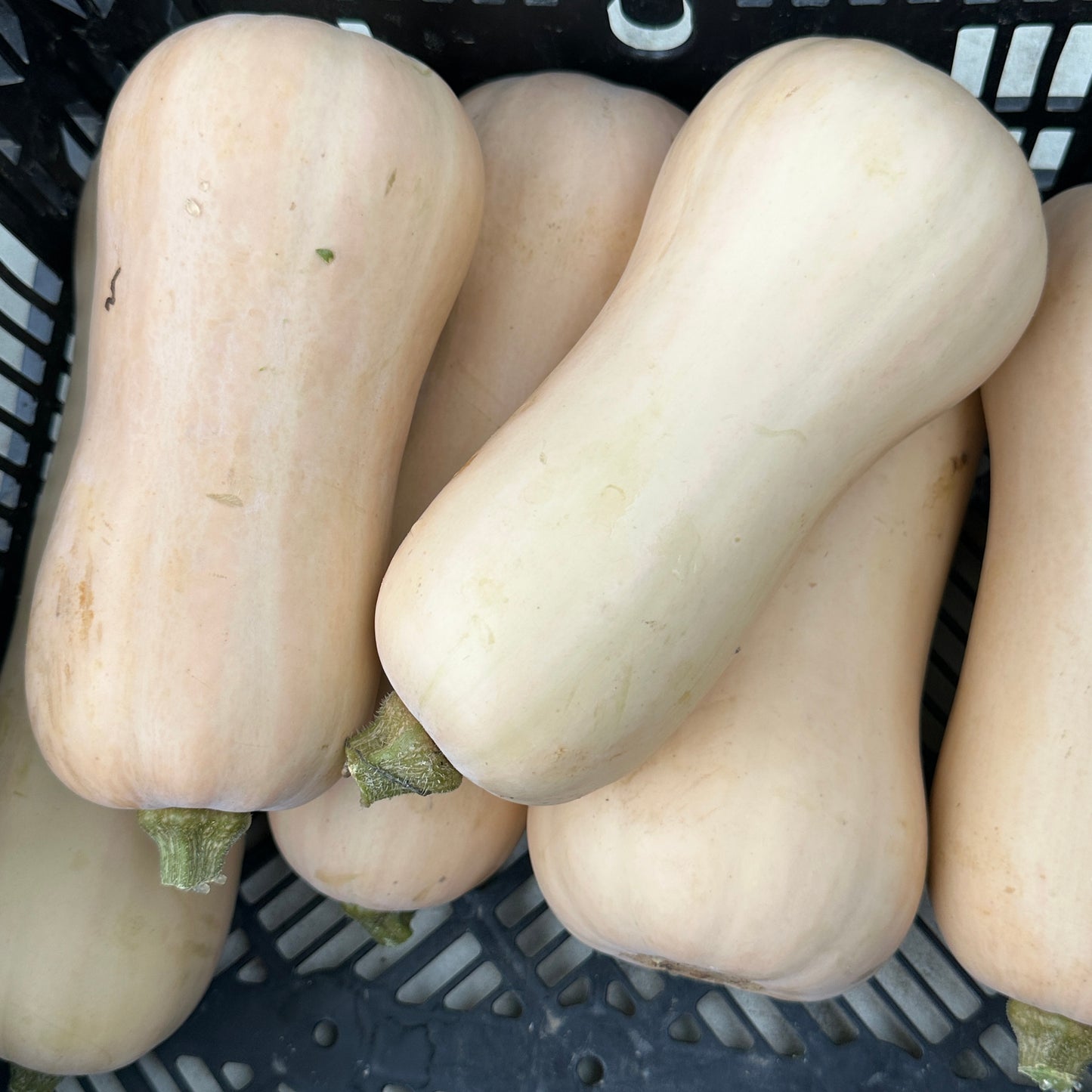 Squash, Butternut - Weaver's