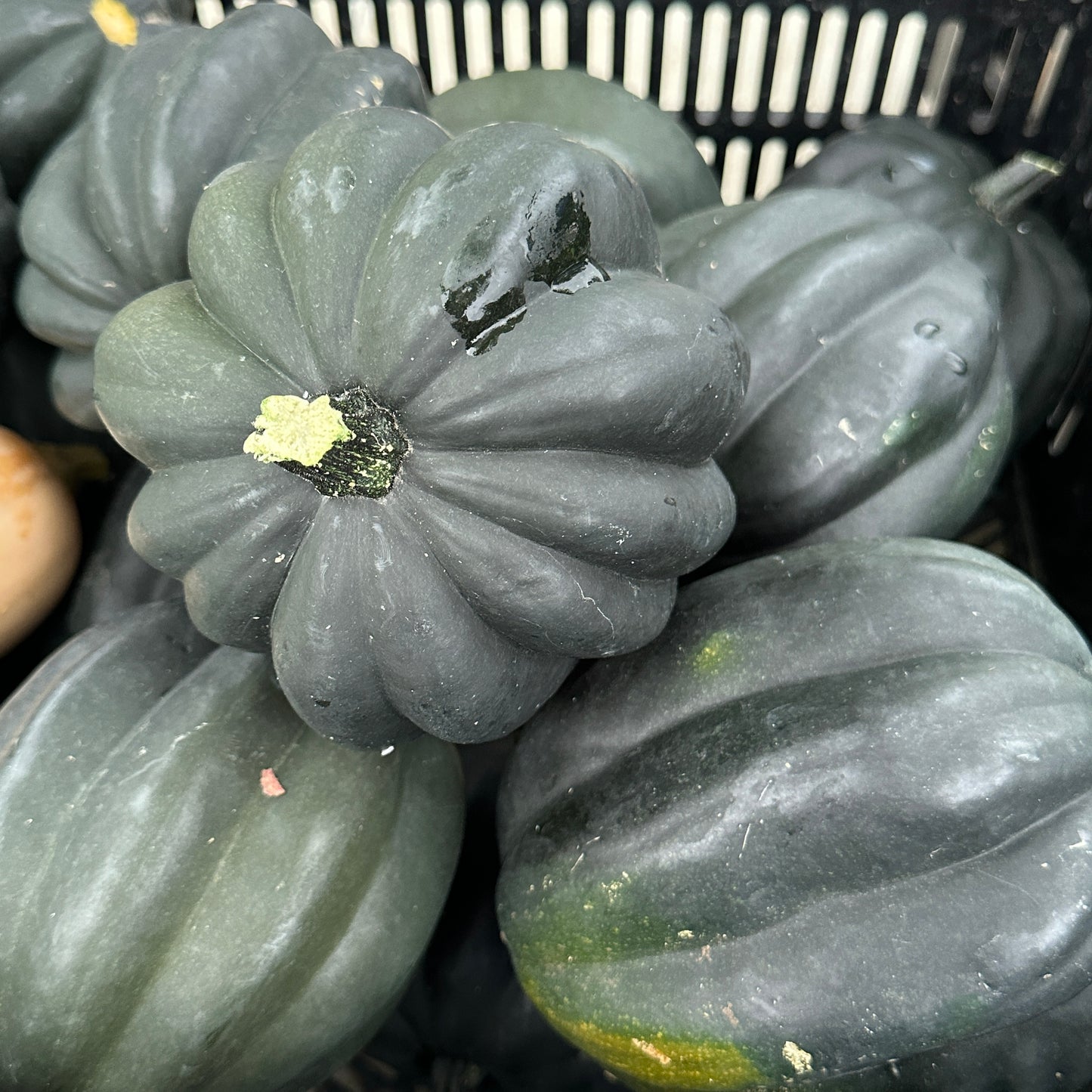 Squash, Acorn - Weaver's