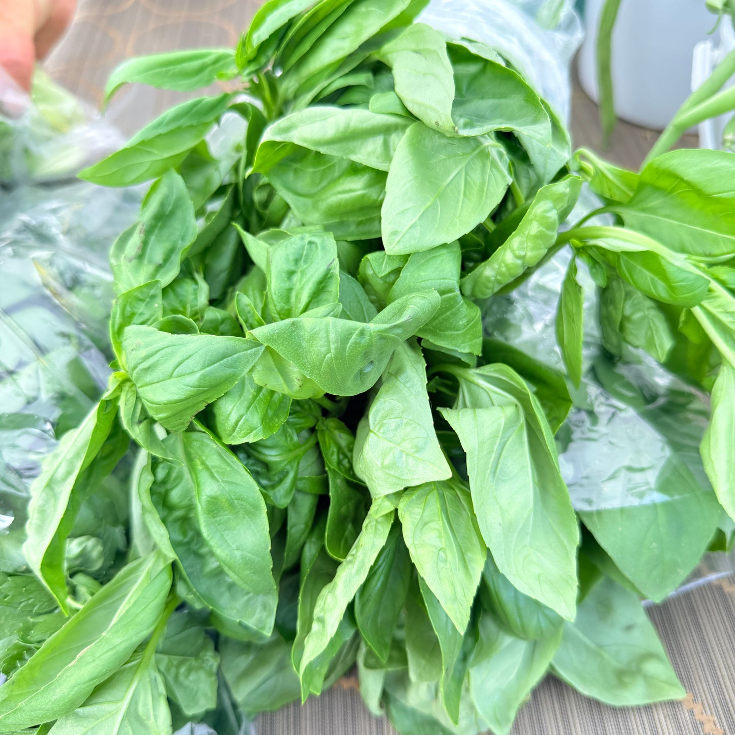 Basil - Yoder's