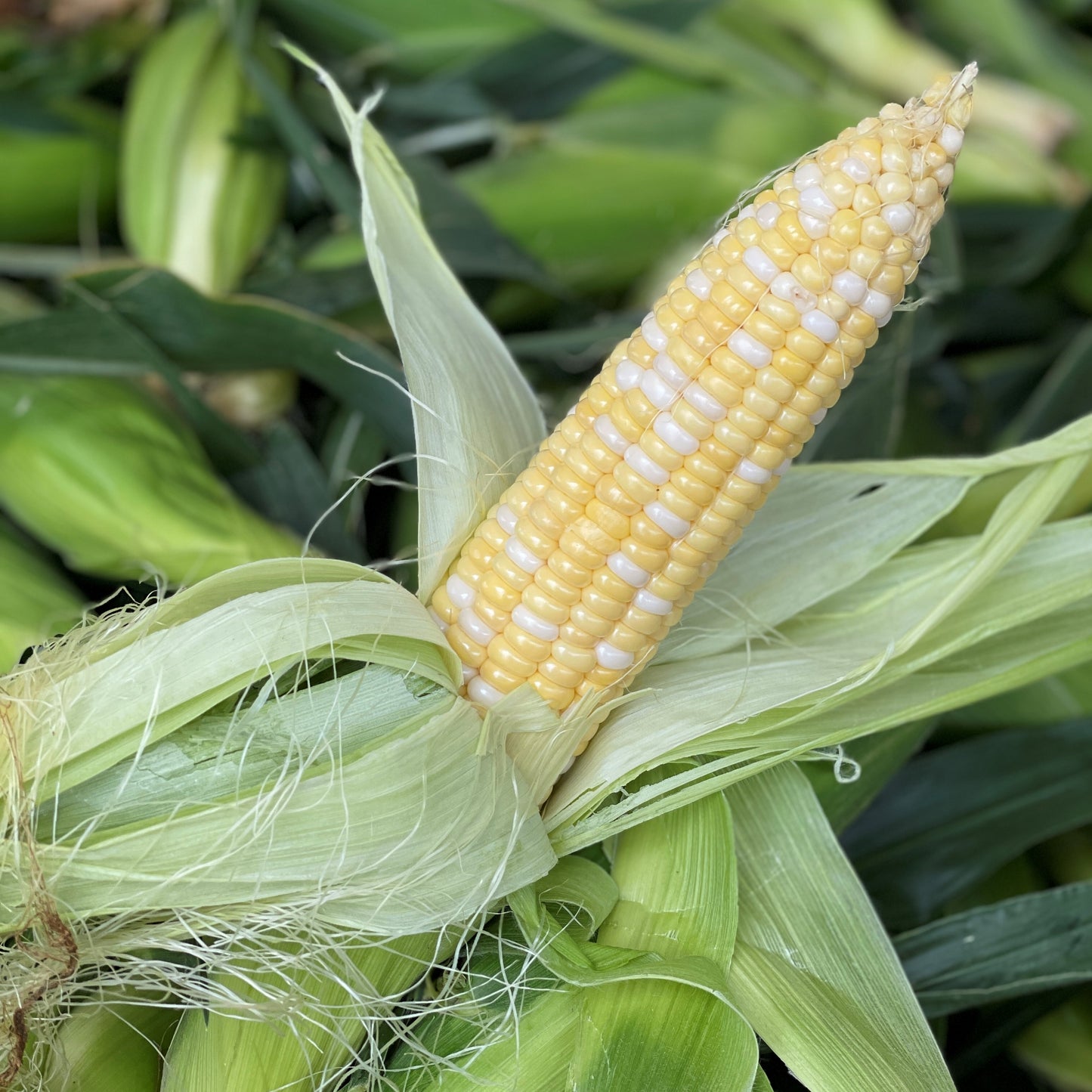 Bi-Color Sweet Corn - Weaver's