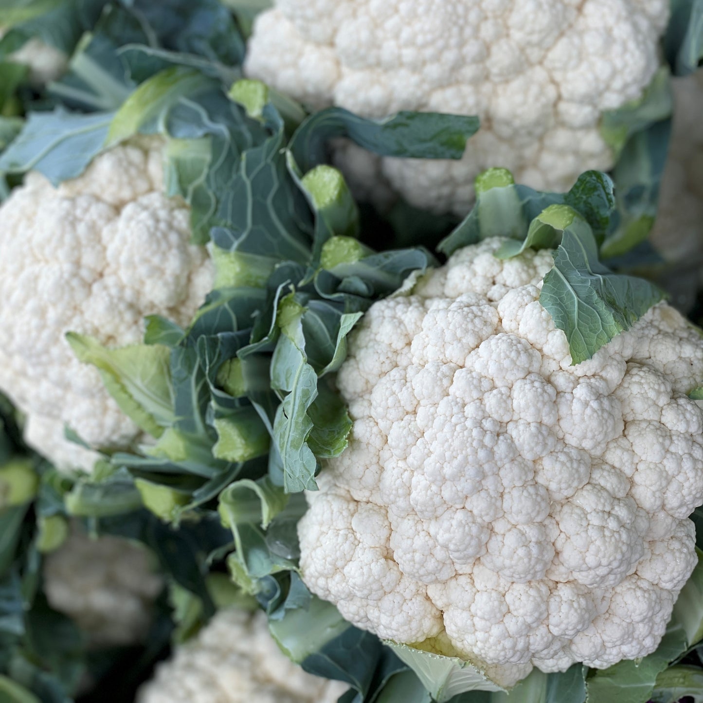 Cauliflower - Weaver's