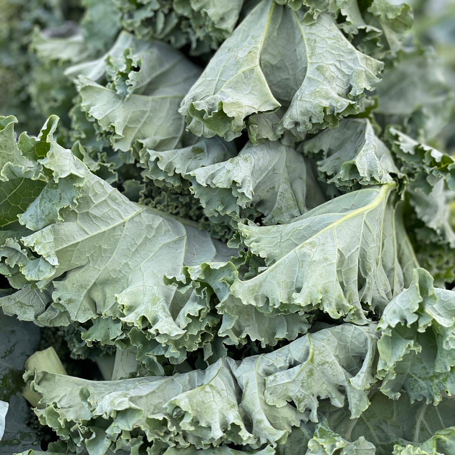 Kale Green - Yoder's