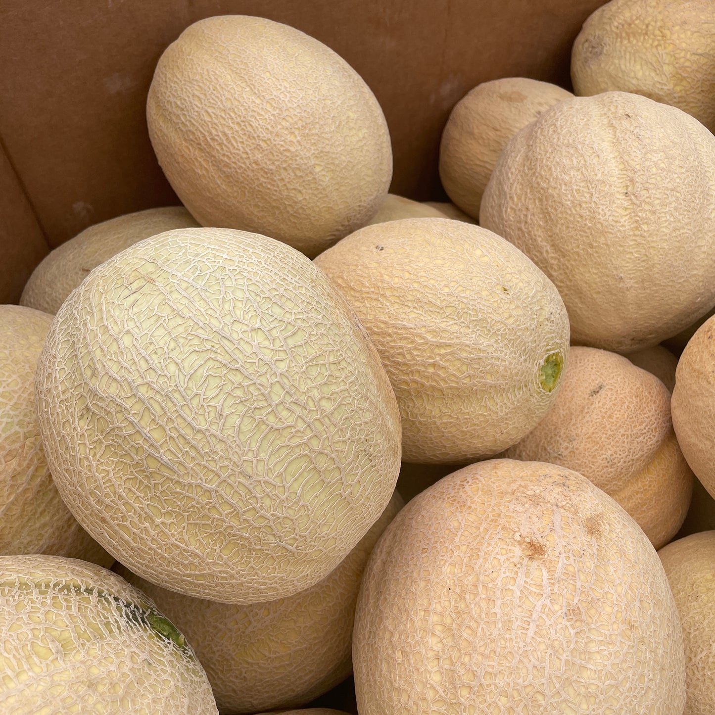 Melon, Cantaloupe - Yoder's