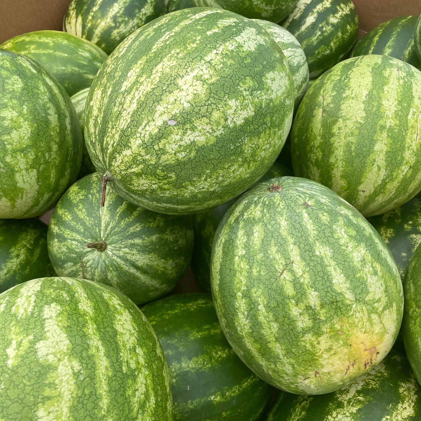 Melon, Red Seedless - Yoder's
