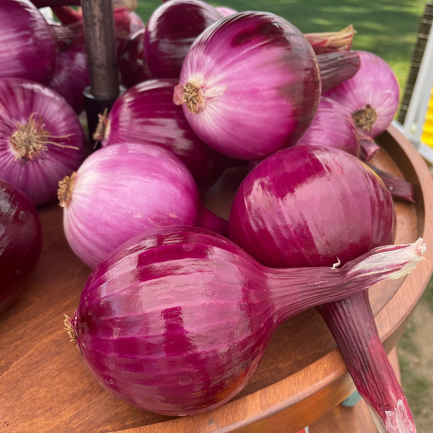 Onions, Red- Yoder's