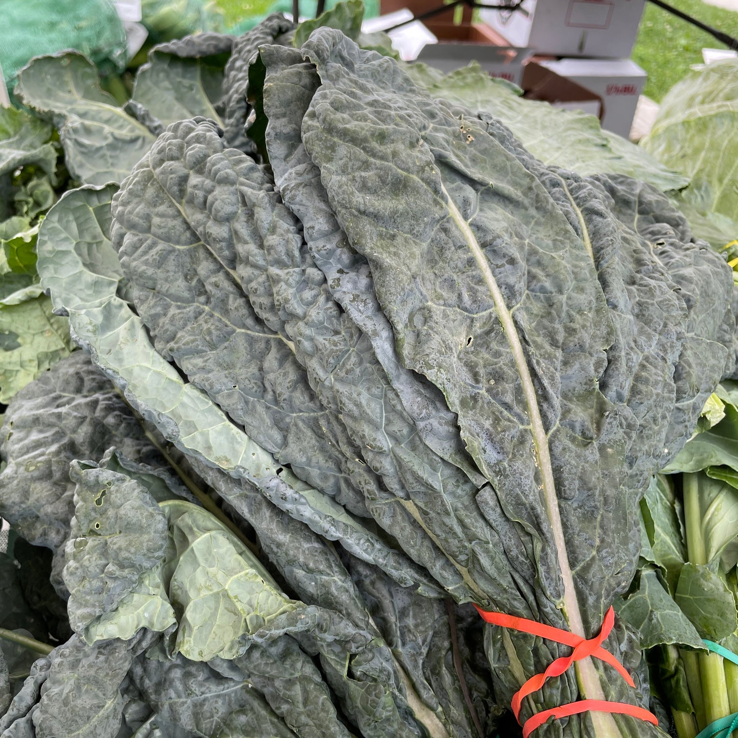 Kale, Dinosaur- Weaver's