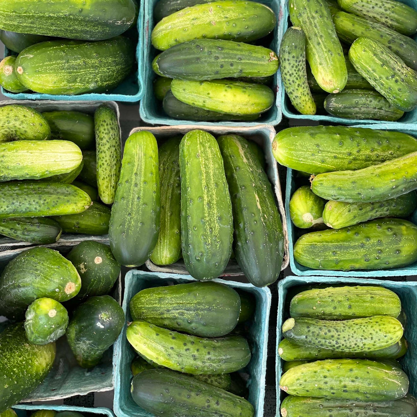 Cucumbers Pickling - Weaver's