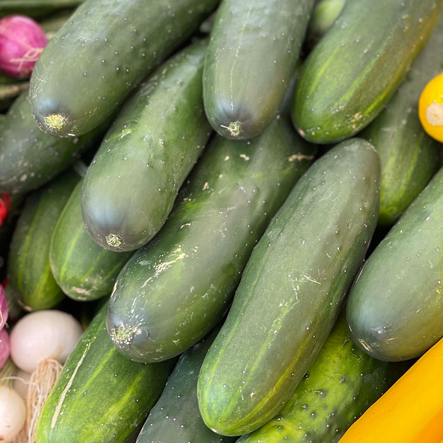Cucumbers Slicing- Weaver's