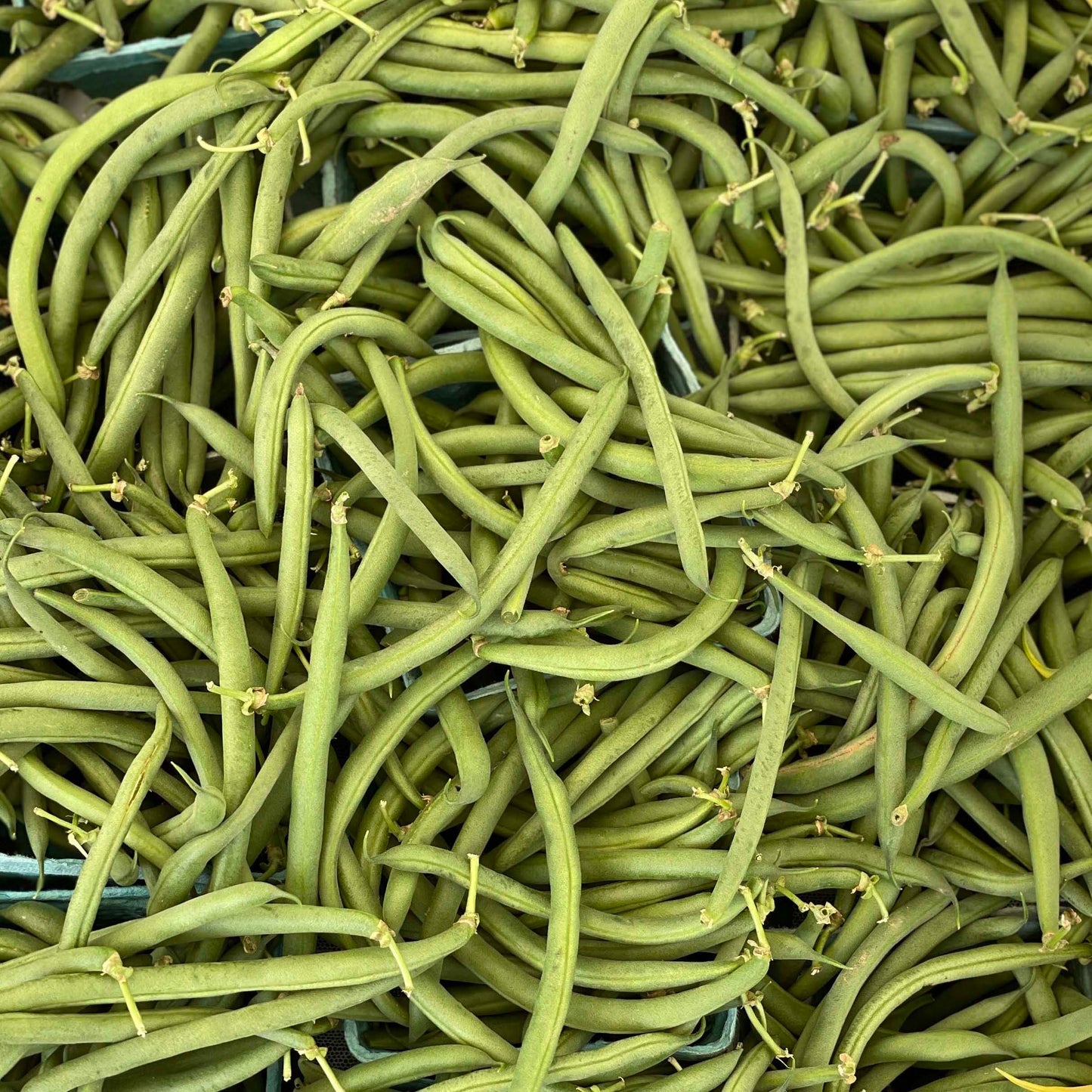 Beans, Green - Weaver's