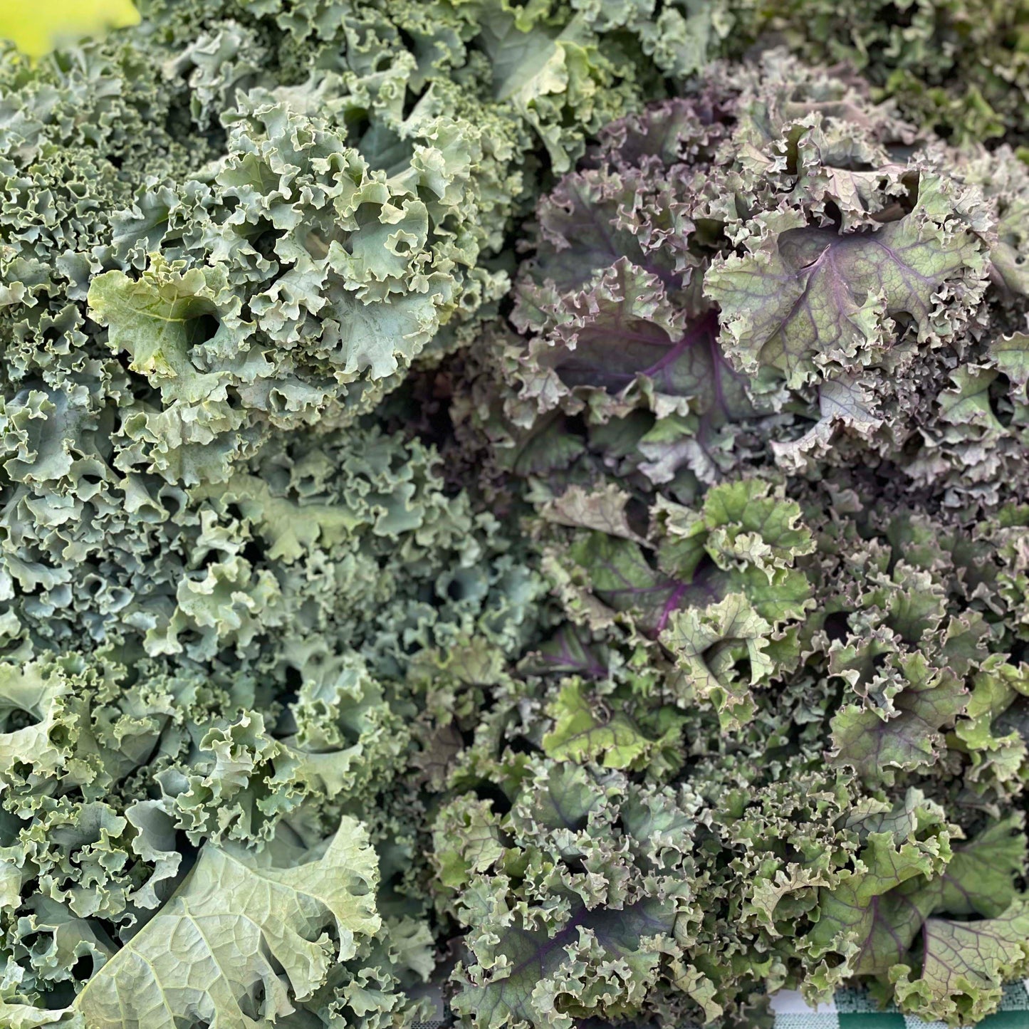 Kale, Green - Weaver's