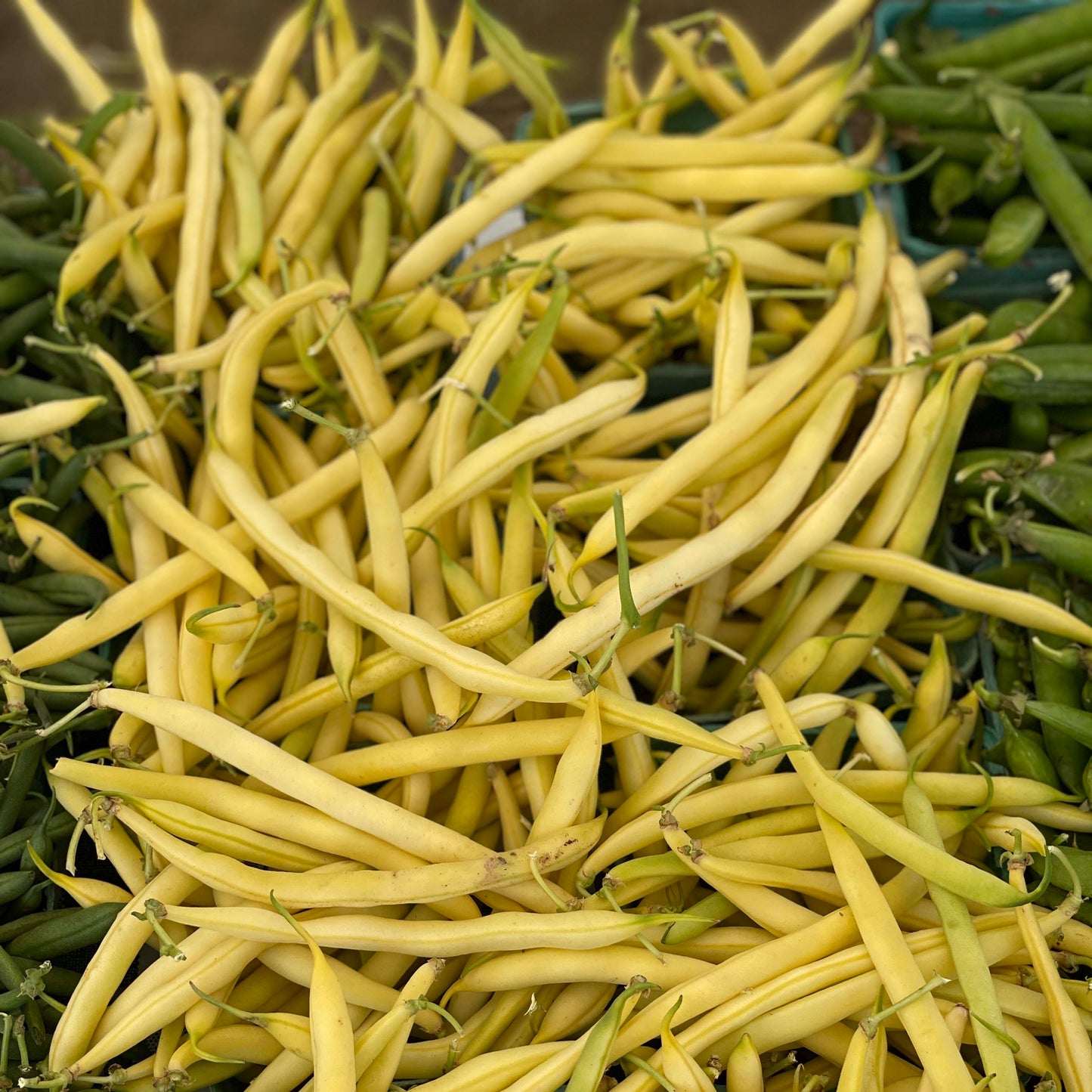 Beans, Yellow Wax - Weaver's