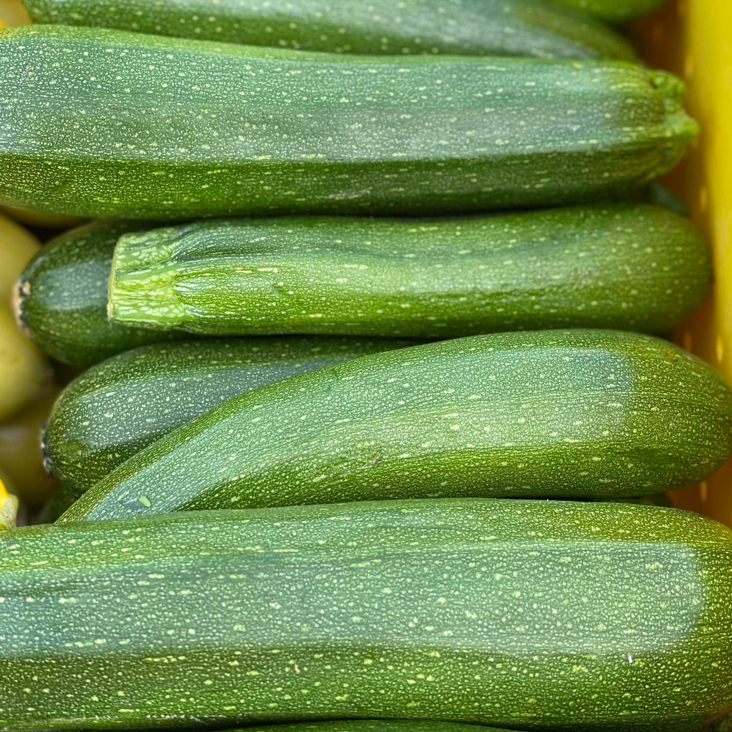Zucchini - Yoder's
