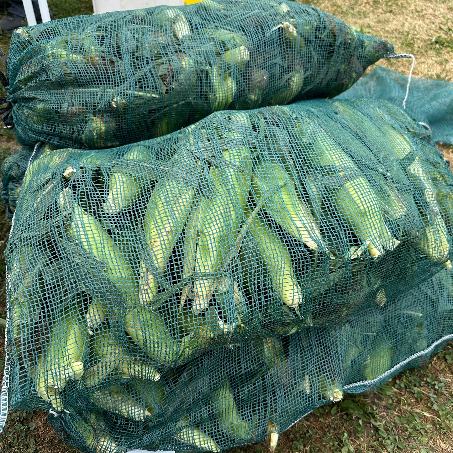 Sweet Corn - Yoder's