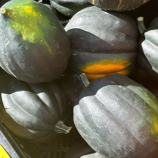 Squash, Acorn - Yoder's