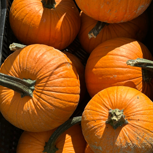 Pie Pumpkins - Weaver's