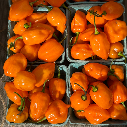 Peppers, Habanero - Yoder's