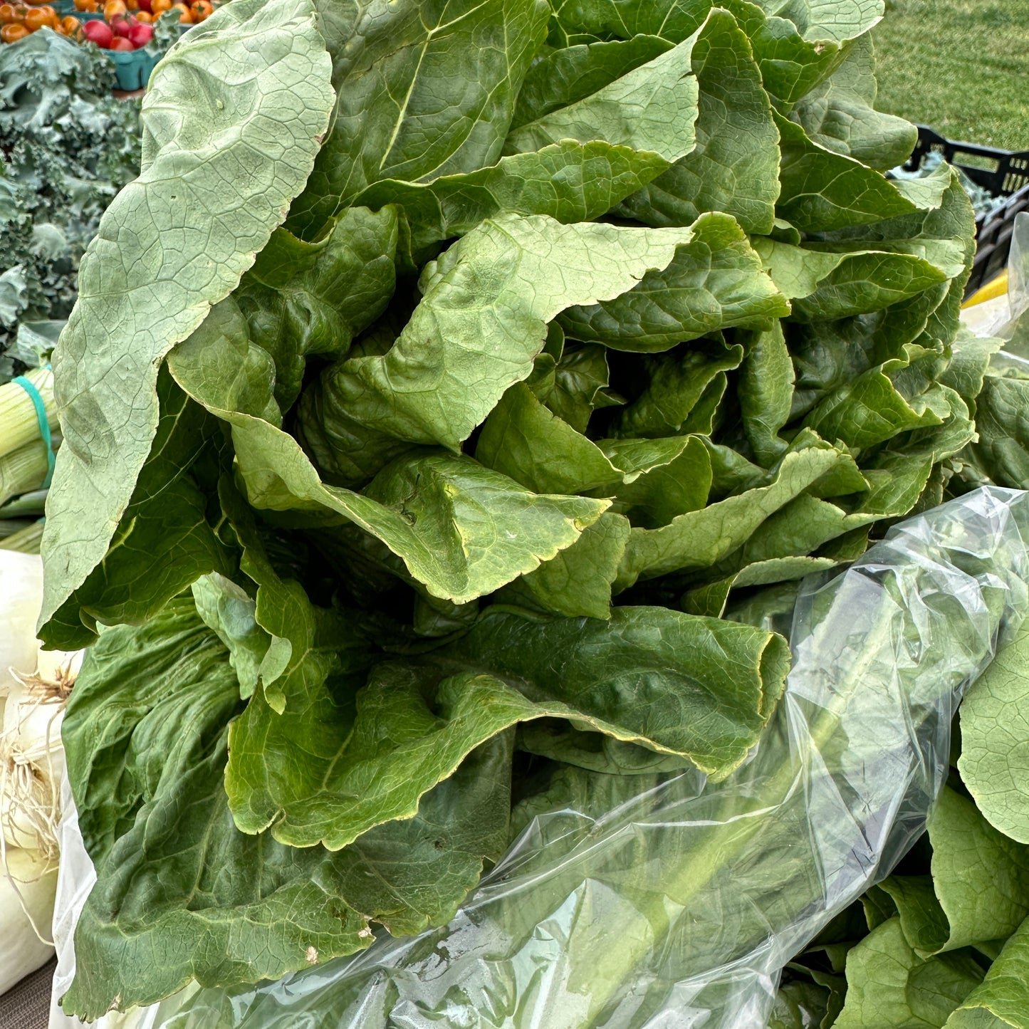 Lettuce, Romaine Head - Yoder's