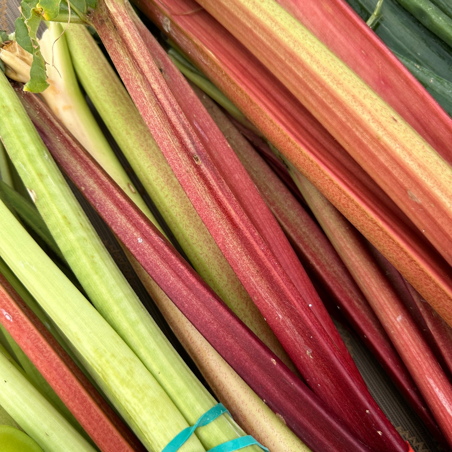 Rhubarb - Yoder's