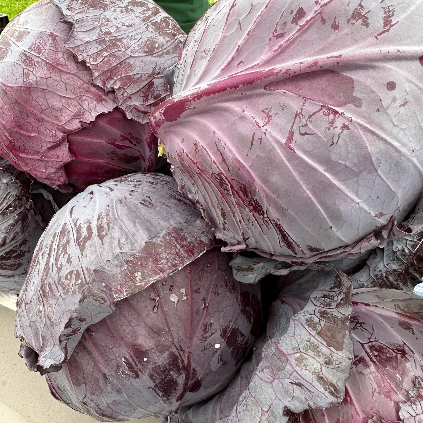 Cabbage, Red - Yoder's