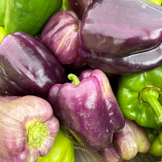 Peppers, Purple Bell - Yoder's