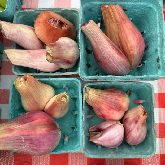 Shallots - Weaver's