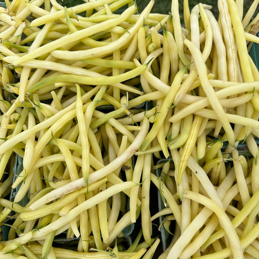 Beans, Yellow Wax - Yoder's