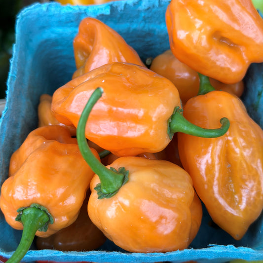 Peppers, Habanero- Weaver's