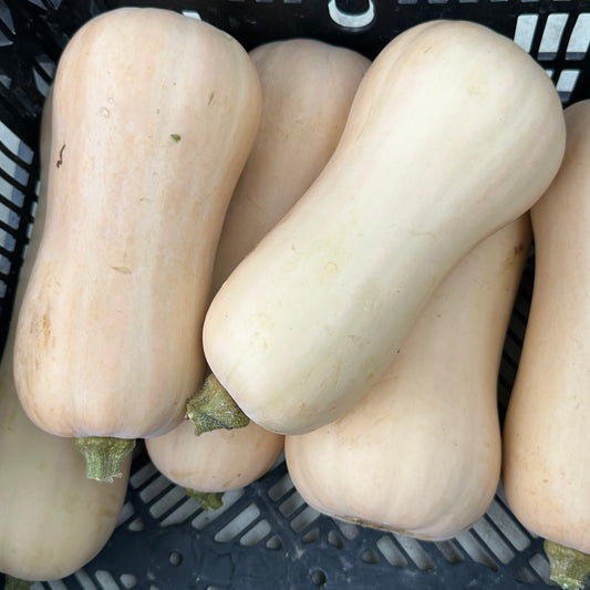 Squash, Butternut - Weaver's