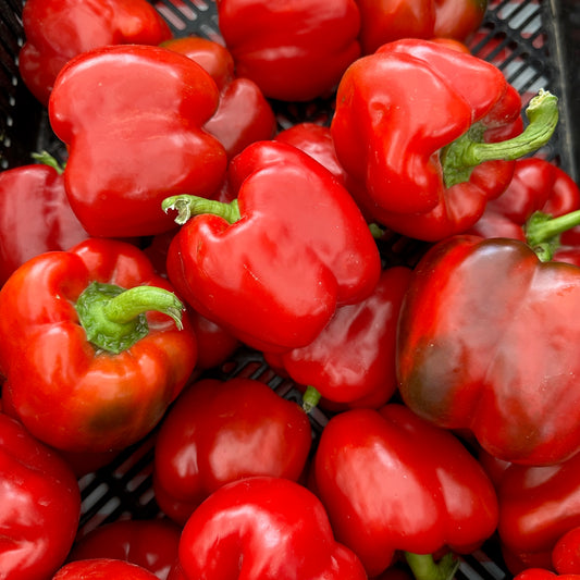 Peppers, Red Bell - Weaver's