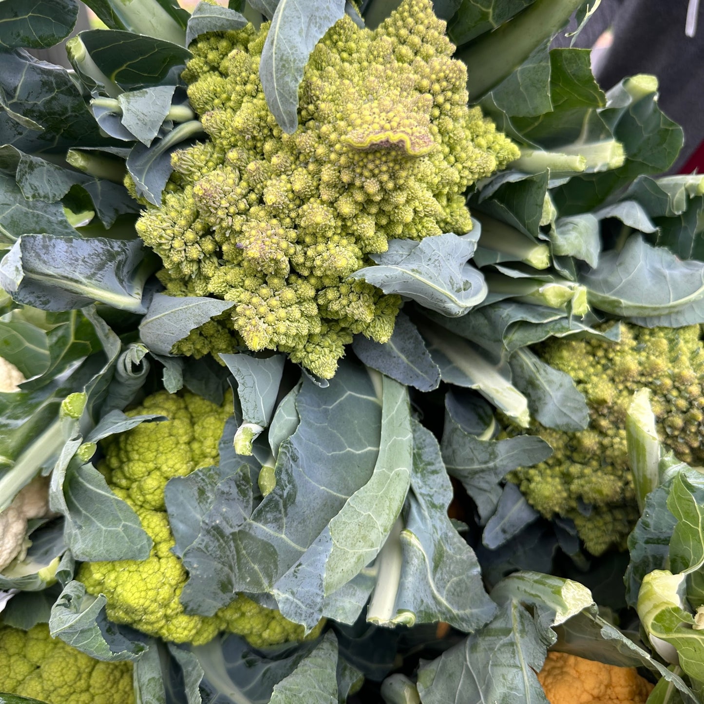 Cauliflower, Romanesco  - Weaver's