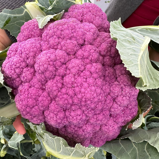 Cauliflower, Purple - Weaver's