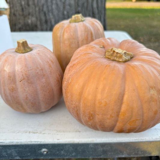 Squash, Autumn Frost  - Weaver's