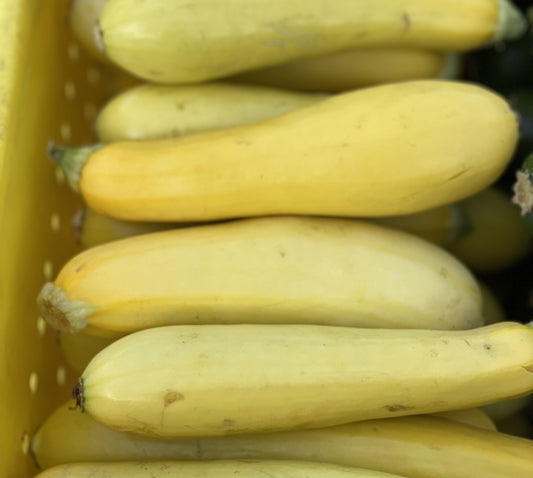 Squash, yellow - Yoder's