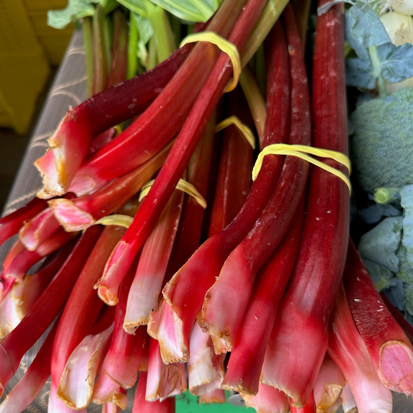 Rhubarb - Yoder's