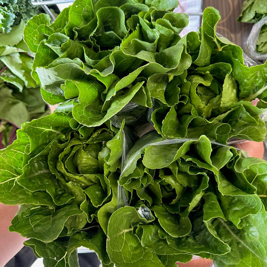 Lettuce, Romaine Head - Yoder's