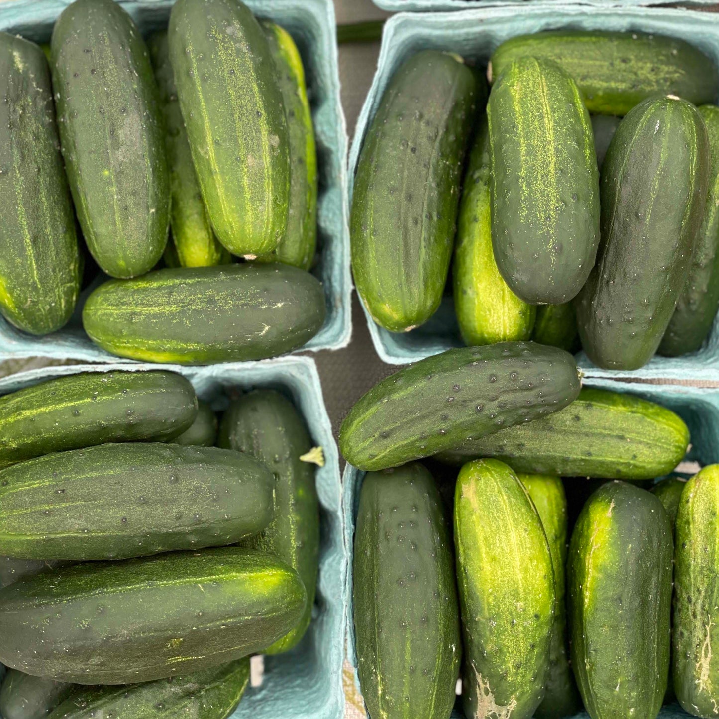 Cucumbers Pickling - Yoder's