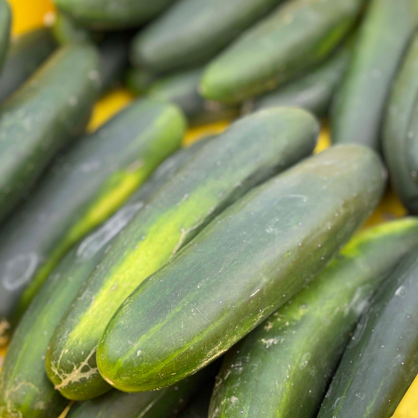 Cucumbers Slicing - Yoder's