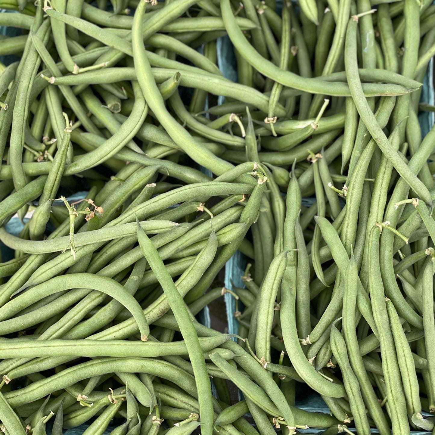 Beans, Green - Yoder's