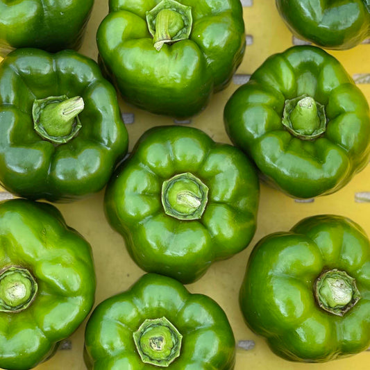 Pepper, Green Bell - Yoder's
