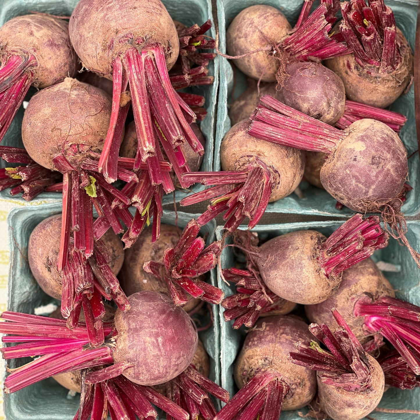 Beets - Yoder's