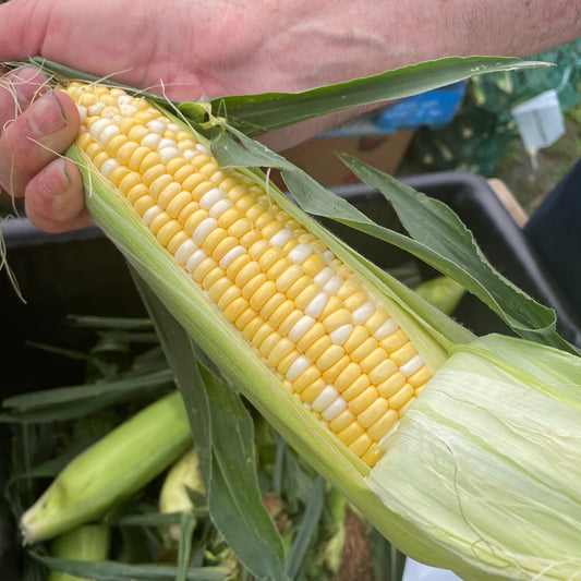 Sweet Corn - Yoder's