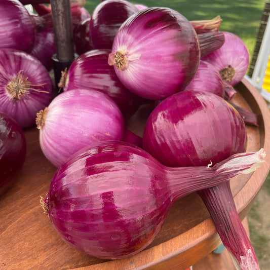 Onions, Red- Yoder's