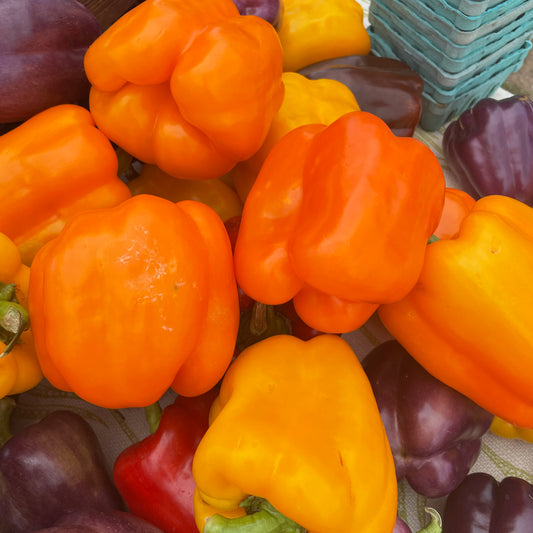 Peppers, Yellow Bell - Yoder's