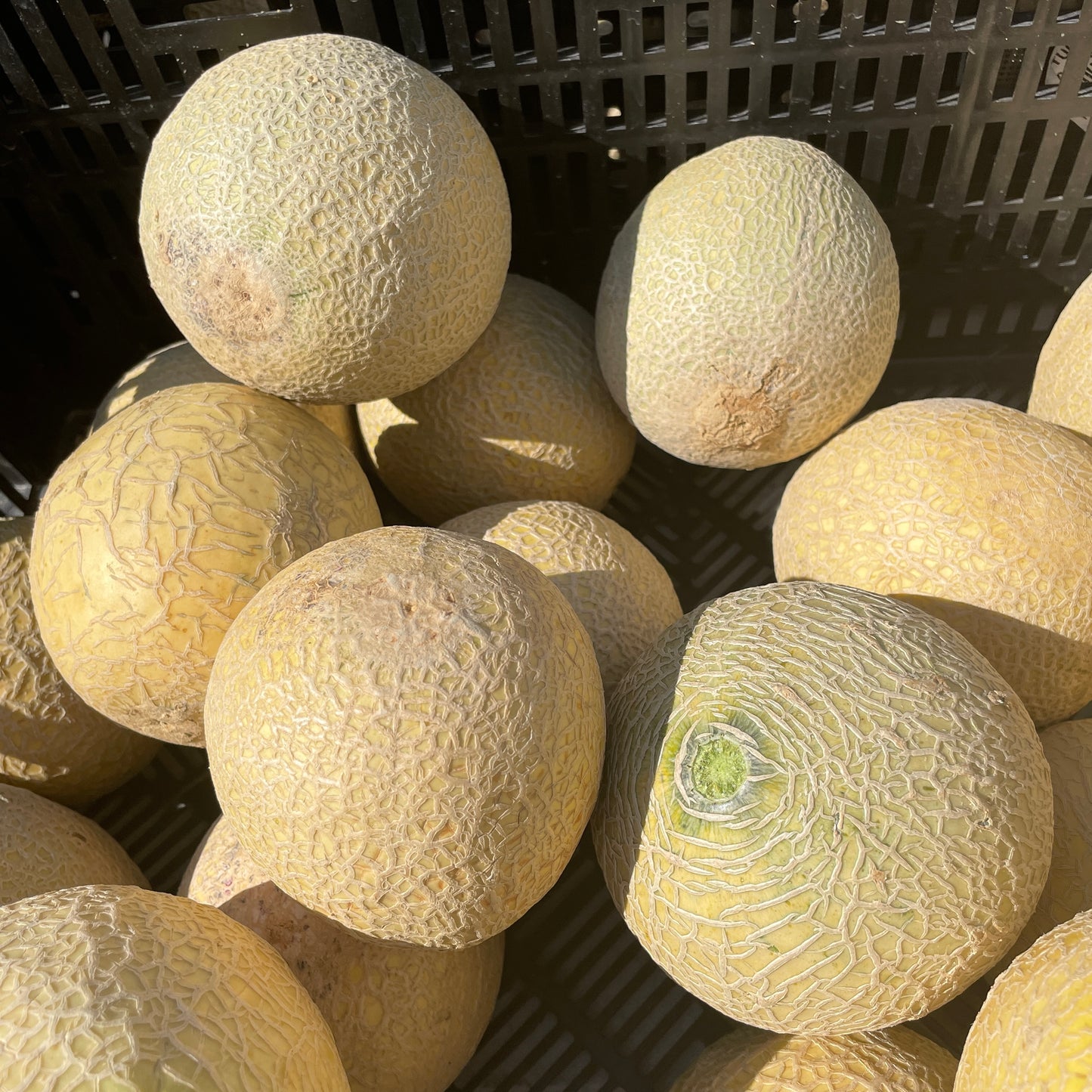 Melon, Sugar Cube- Weaver's