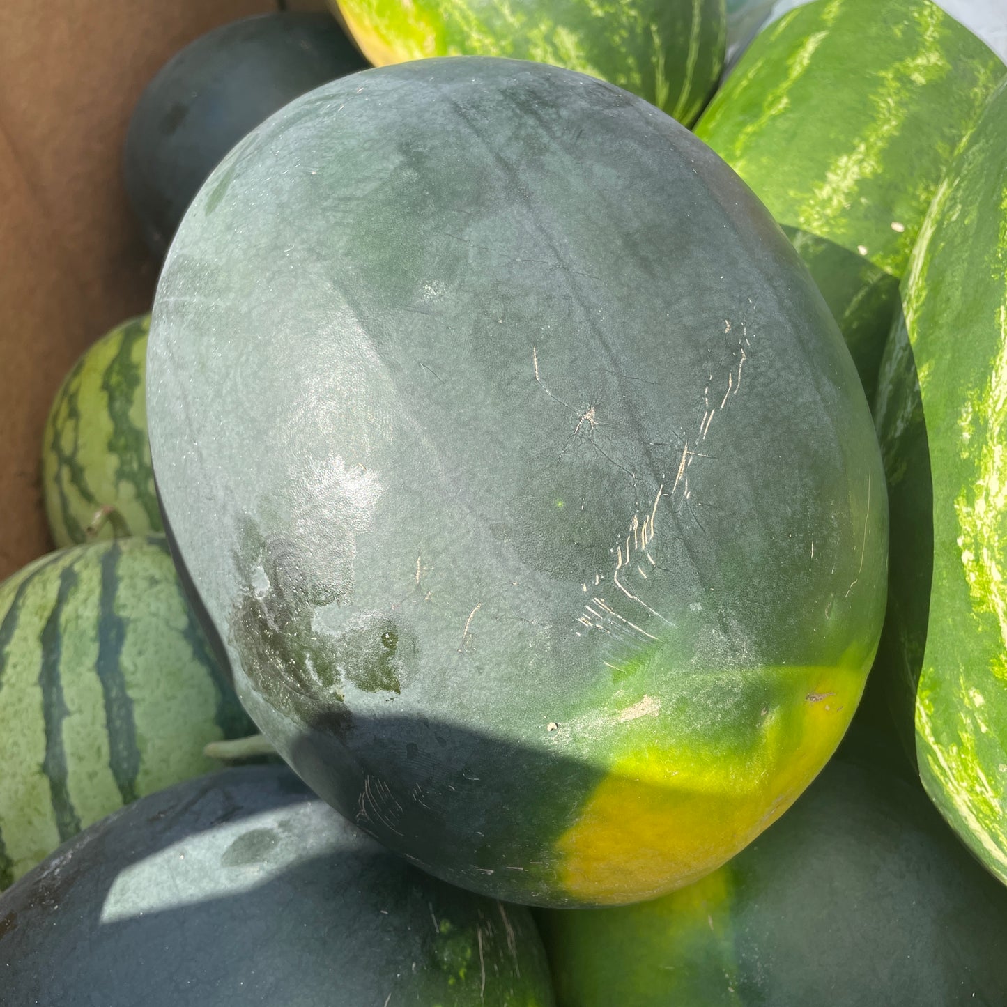 Melon, Red Seedless- Weaver's