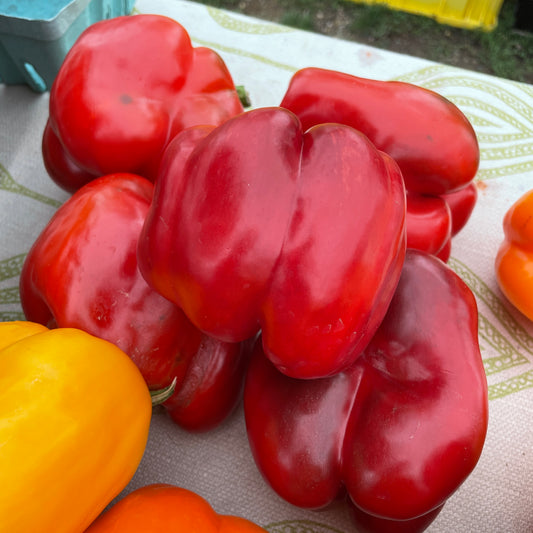 Peppers, Red Bell - Yoder's