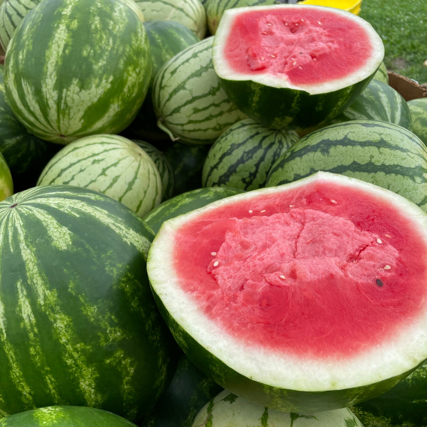 Melon, Red Seedless - Yoder's