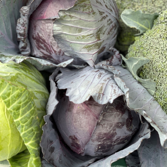 Cabbage, Red- Weaver's